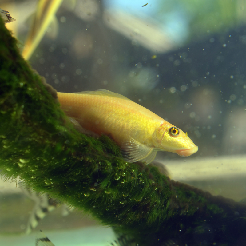 Chinese Algae Eater Golden Sucking Loach