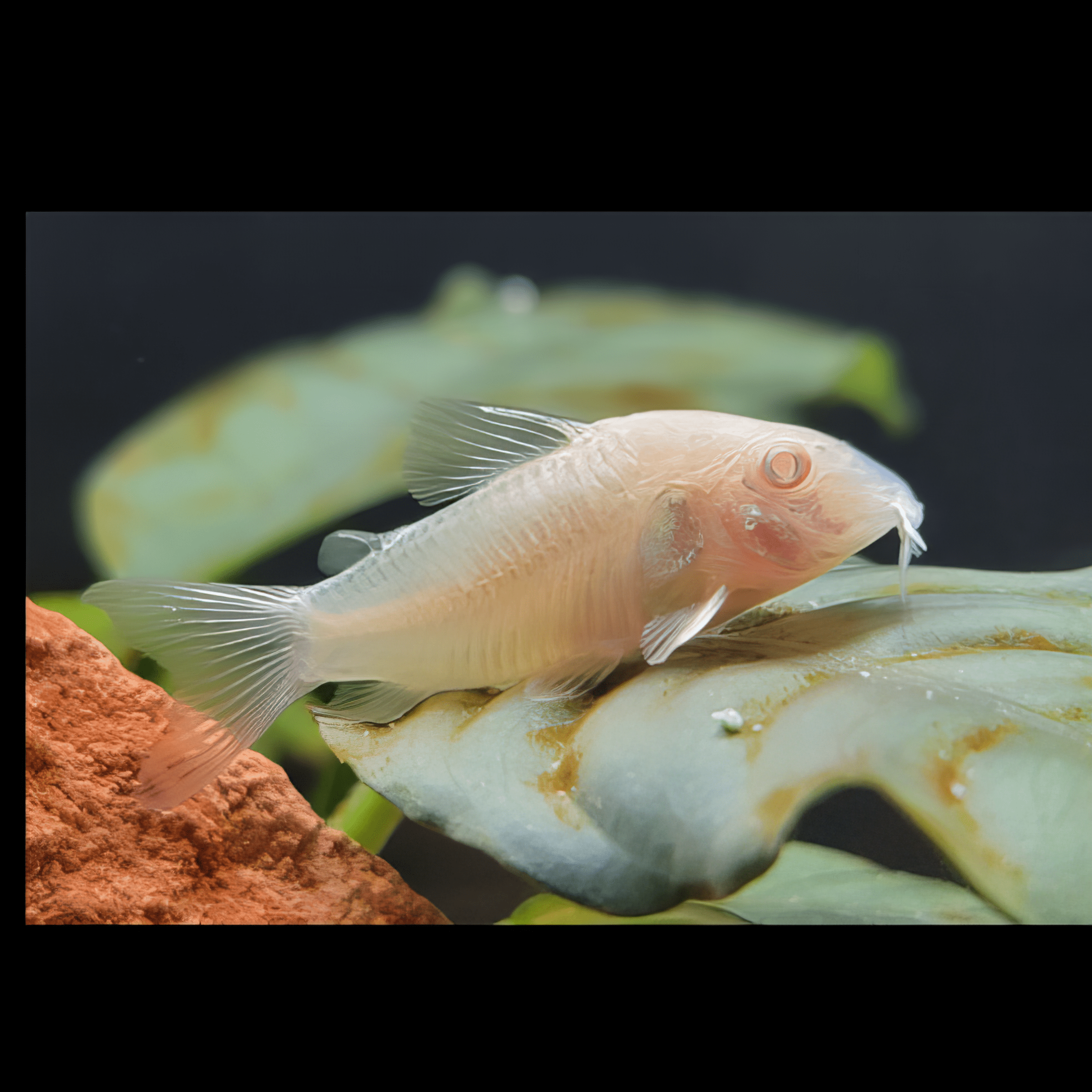 Albino Corydoras Aeneus 3cm Catfish - Real Aquatics