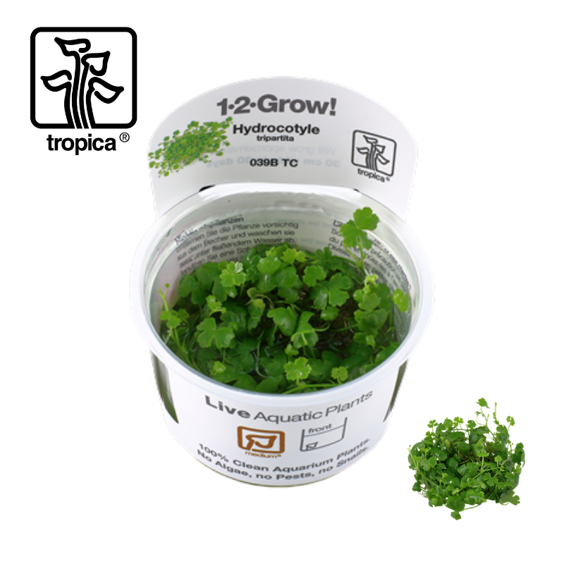 Tropica In-Vitro 1-2-Grow! Hydrocotyle Tripartita