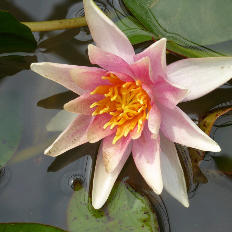 Nymphaea Sioux Water Lily
