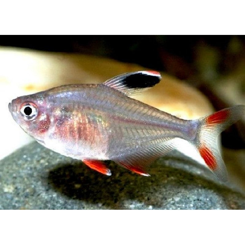 Rosy Tetra