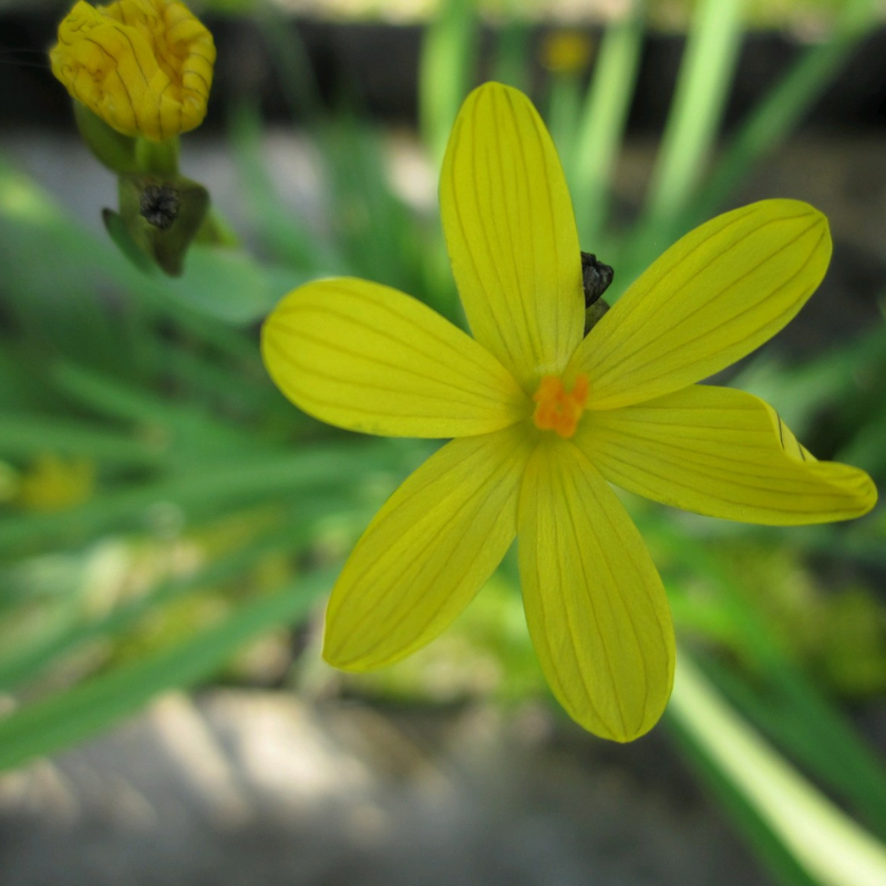 Sisyrinchium Californicum Yellow Eyed Grass