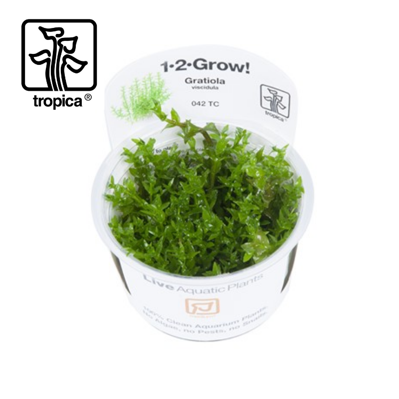 Tropica In-Vitro 1-2-Grow! Gratiola Viscidula