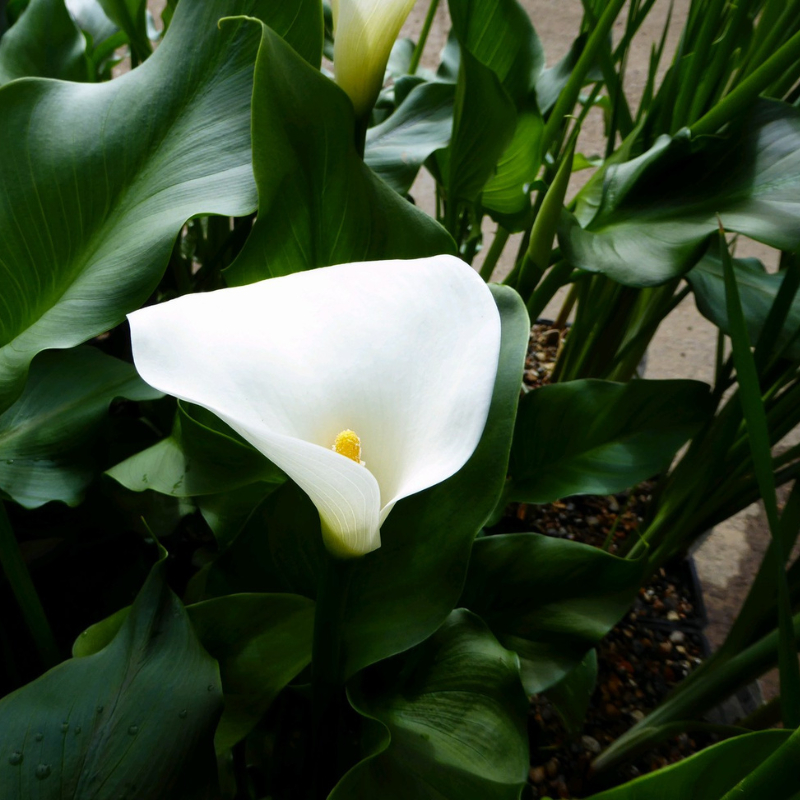 Zantedeschia Aethiopica 'Crowborough' Arum Lily 1Ltr Pond Plant