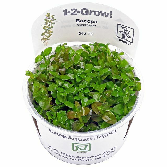 Tropica In Vitro 1-2-grow! Bacopa caroliniana