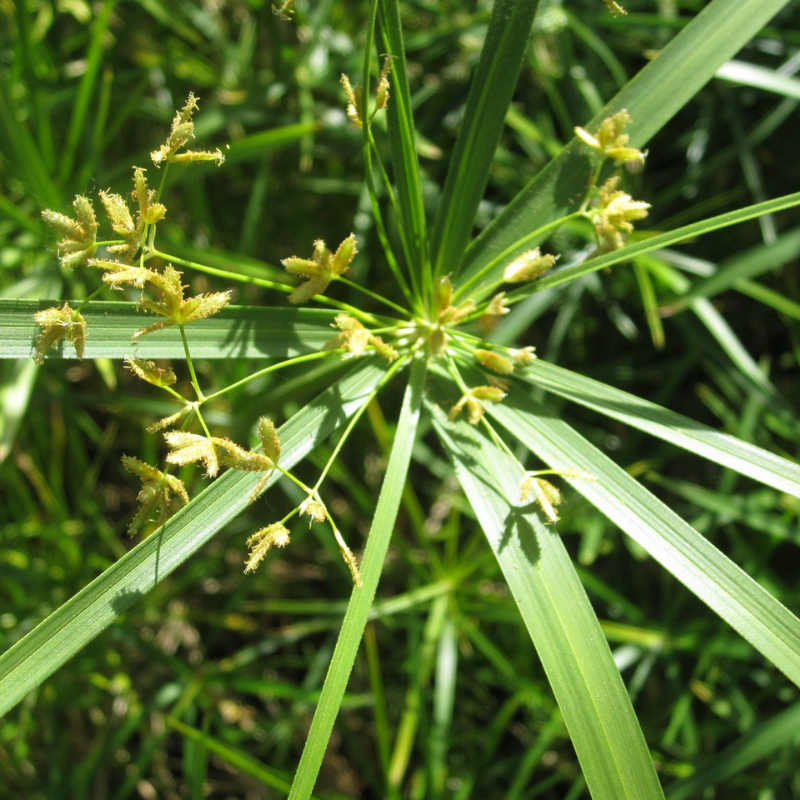 Cyperus Alternifolius Umbrella Plant