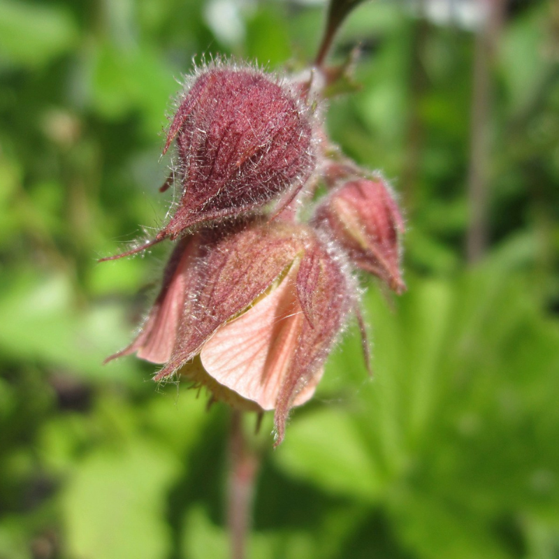 Geum Rivale Water Avens