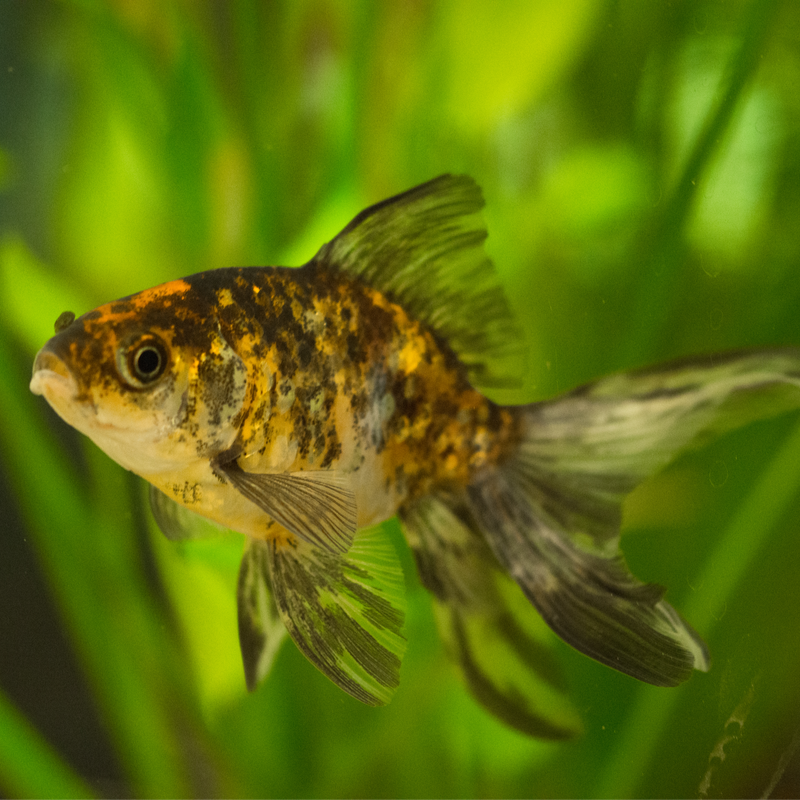 Calico Fantail Fancy Goldfish 3-4"