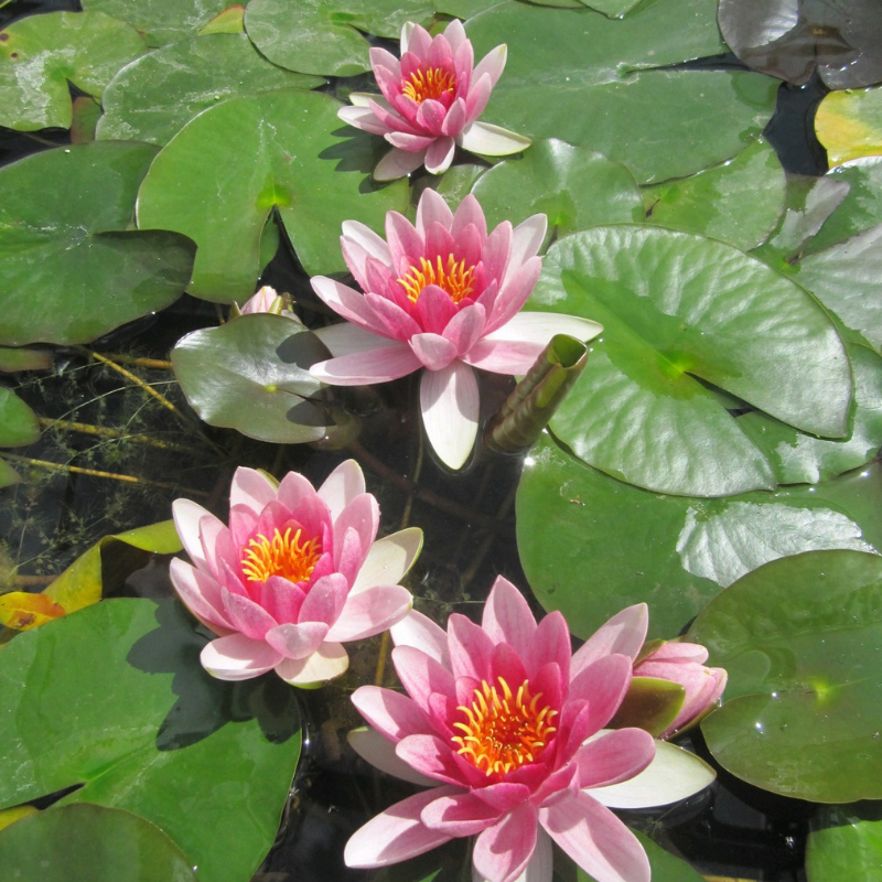 Nymphaea Attraction Water Lily