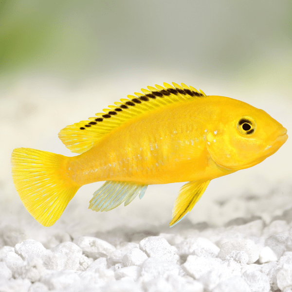 Labidochromis Caeruleus Yellow Malawi African Cichlid Small 2 Inches - Real Aquatics