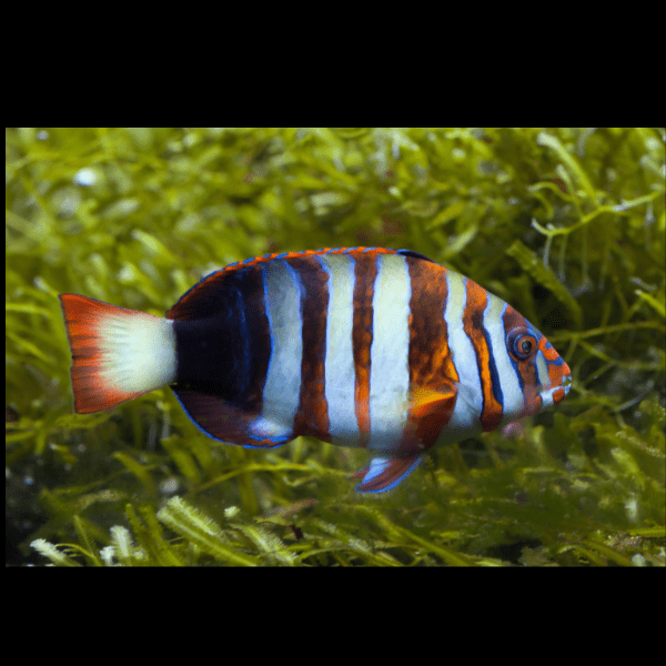 Harlequin Tusk Australian Hog Fish Choerodon Fasciatus - Real Aquatics