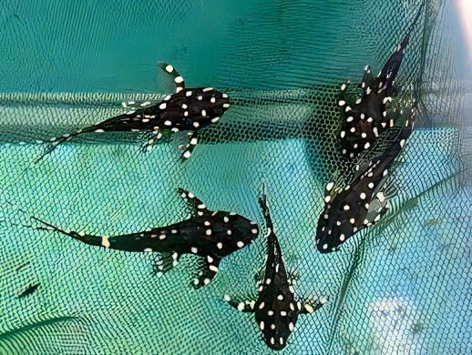 Adonis Pleco Acanthicus Adonis