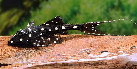 Adonis Pleco Acanthicus Adonis