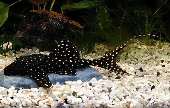 Adonis Pleco Acanthicus Adonis