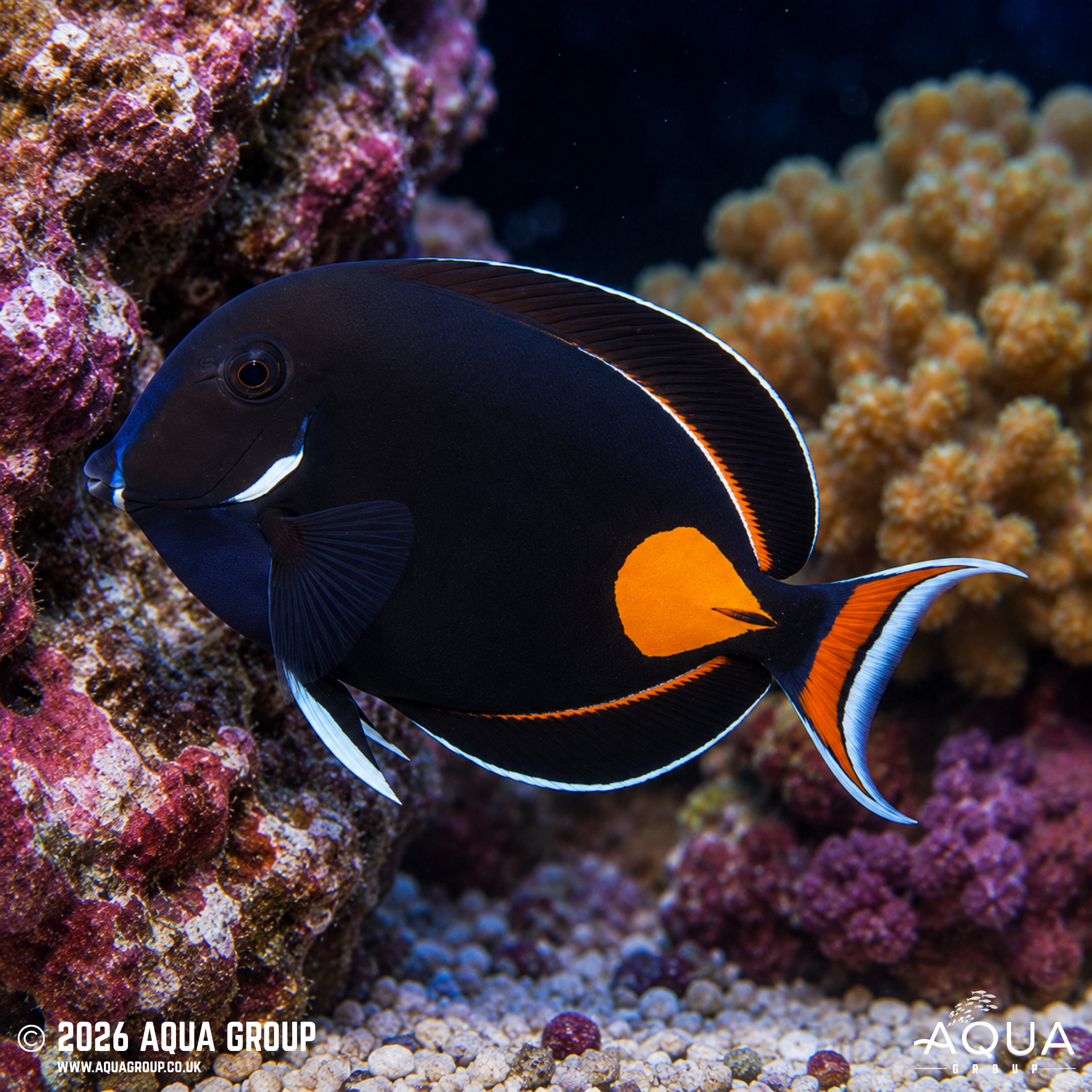 Achilles Tang