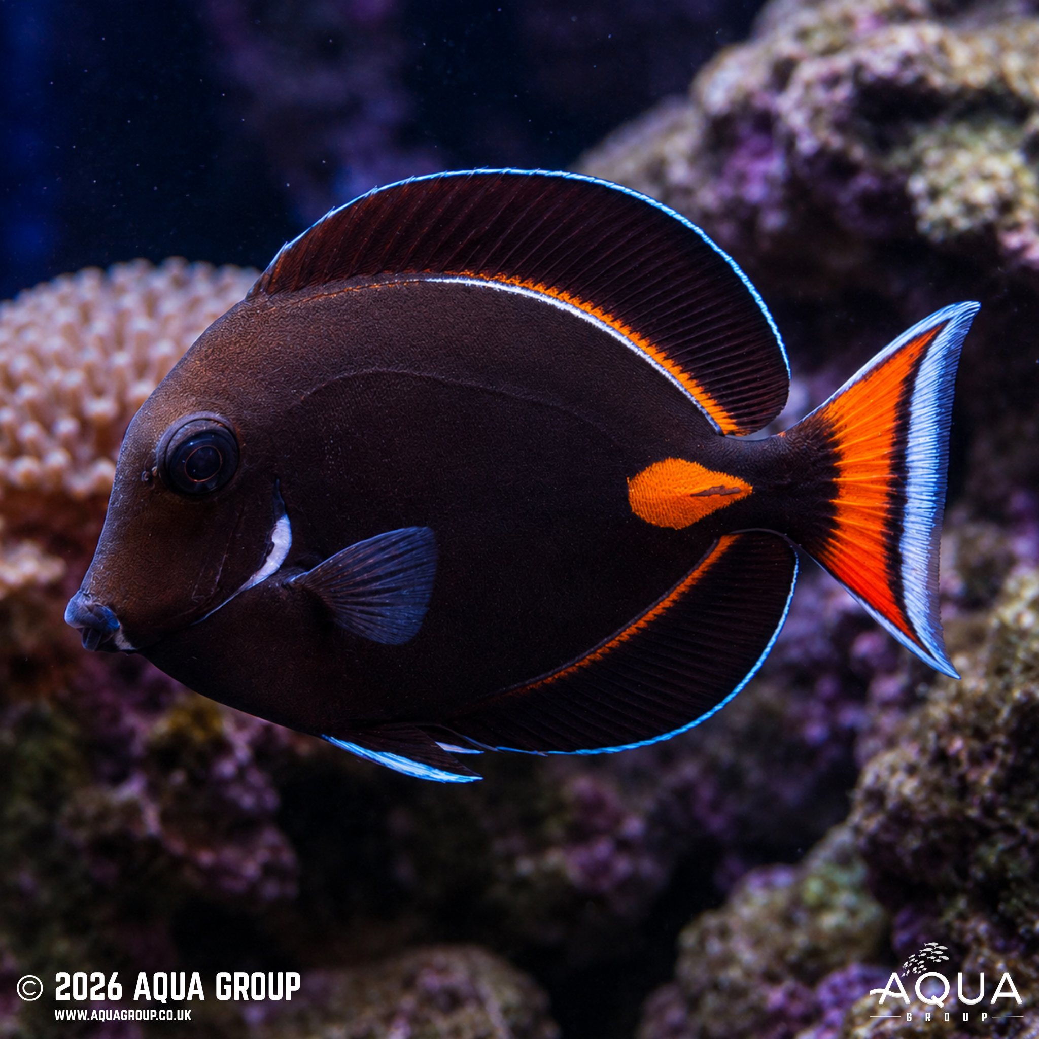 Achilles Tang (Acanthurus achilles)