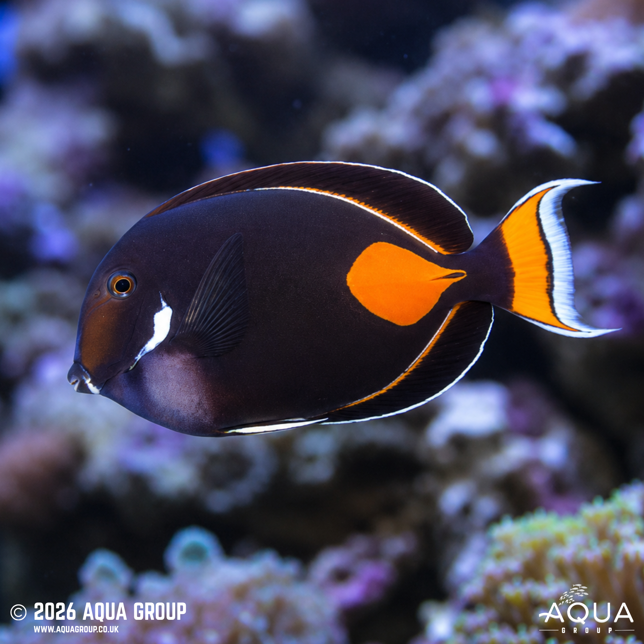Achilles Tang (Acanthurus achilles)