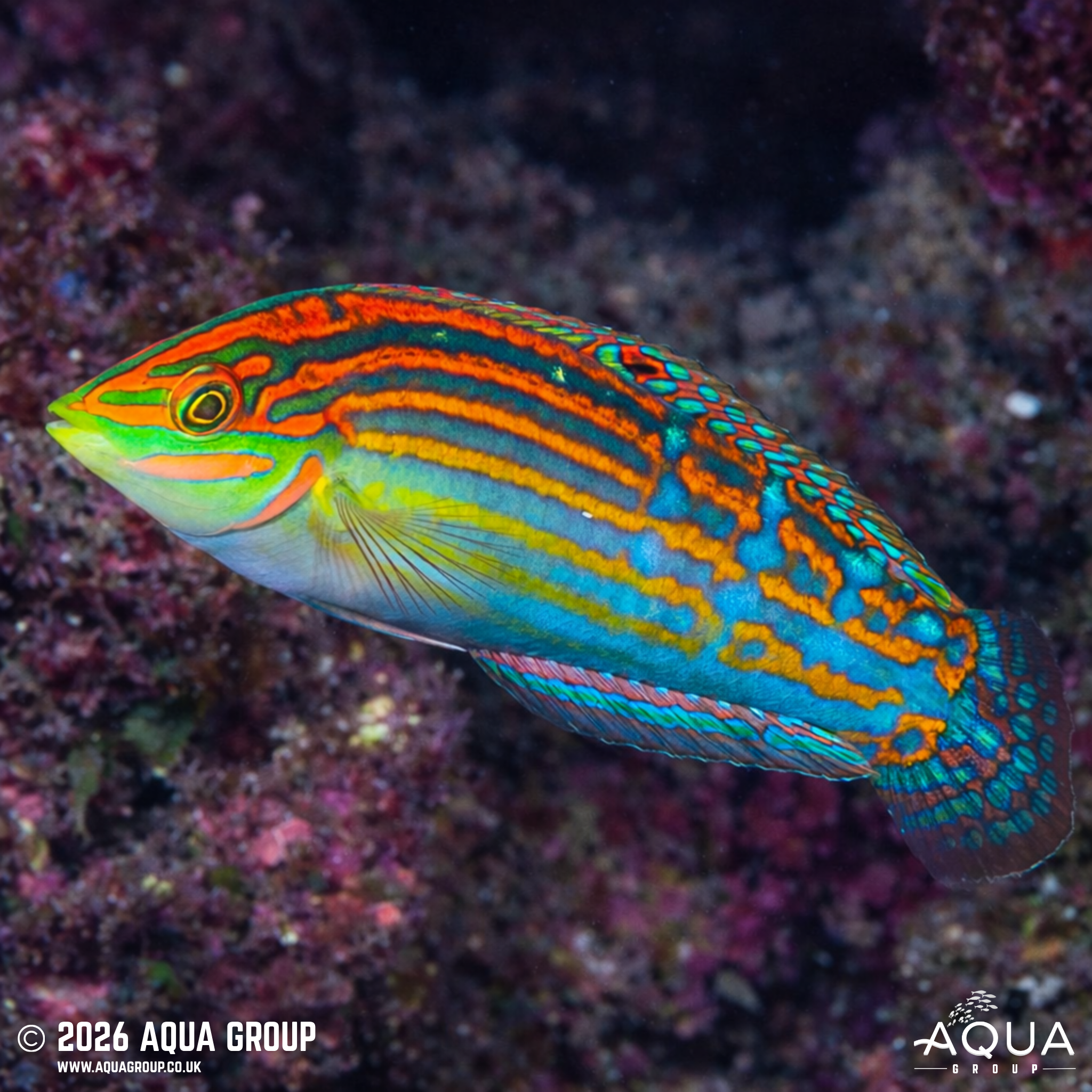 Adorned Wrasse (Halichoeres cosmetus)