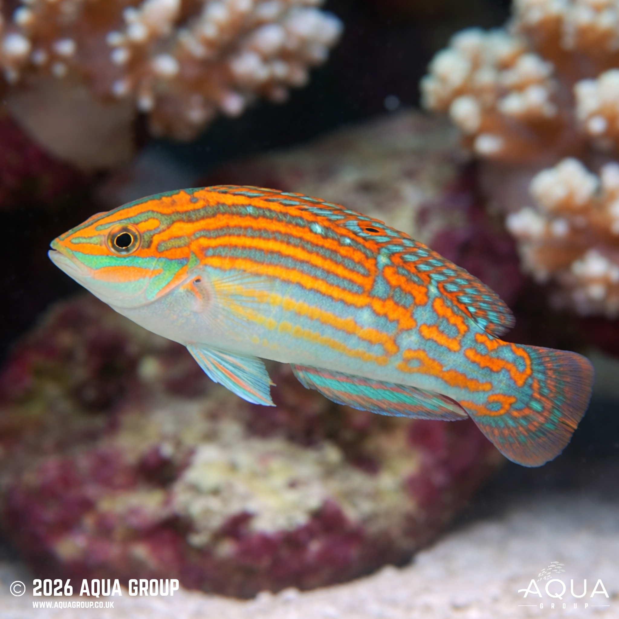 Adorned Wrasse