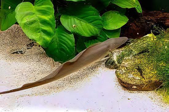 African Aba Aba Giant Knife Fish Gymnarchus Niloticus 5cm - Real Aquatics