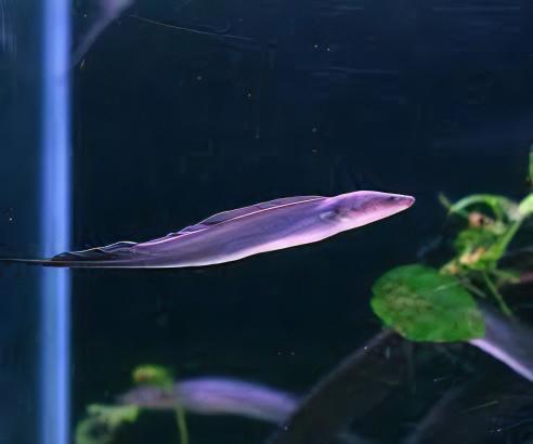 African Aba Aba Giant Knife Fish Gymnarchus Niloticus 5cm - Real Aquatics