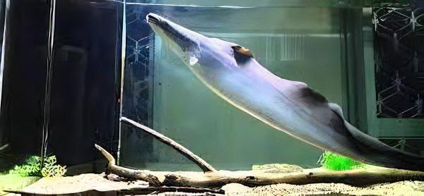African Aba Aba Giant Knife Fish Gymnarchus Niloticus 5cm - Real Aquatics