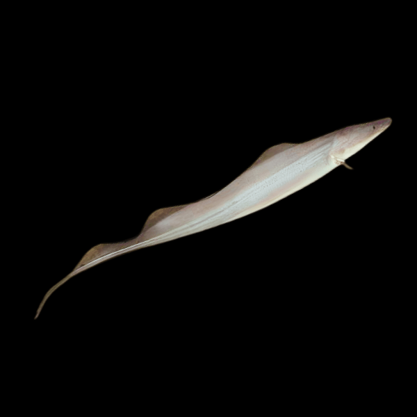 African Aba Aba Giant Knife Fish Gymnarchus Niloticus 5cm - Real Aquatics