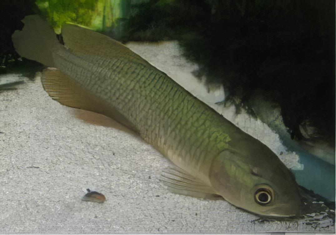 African Arowana Heterotis Niloticus 20cm - Real Aquatics