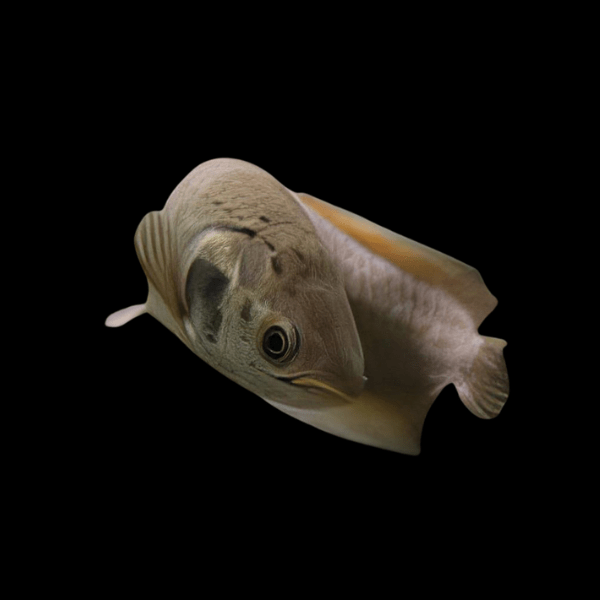 African Arowana Heterotis Niloticus 20cm - Real Aquatics