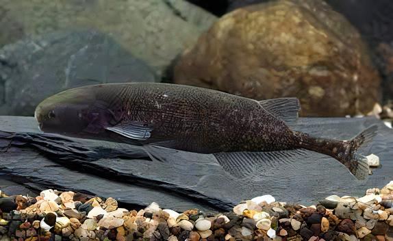 African Baby Whale Fish Marcusenius Brachyistius 6cm - Real Aquatics