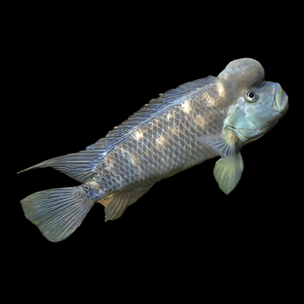 African Blockhead Cichlid Steatocranus Casuarius 5cm - Real Aquatics