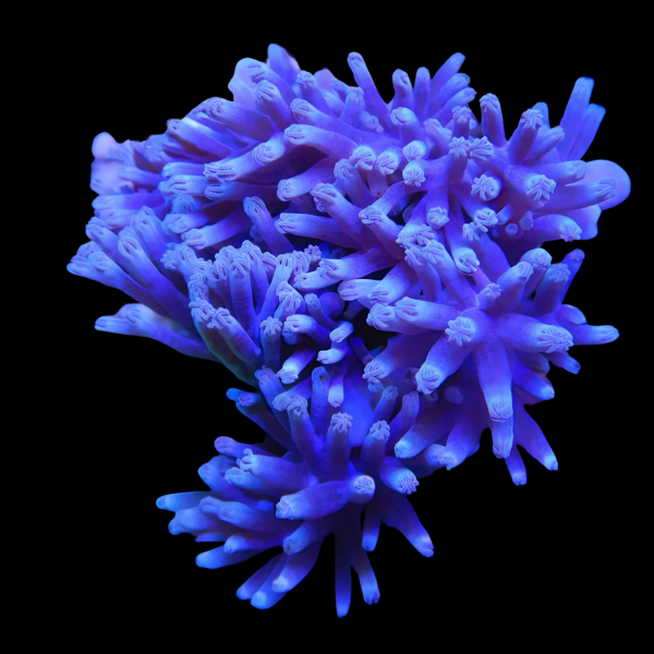 African Blue Soft Coral Cespitularia Sp - Real Aquatics