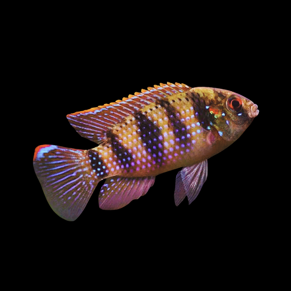 African Butterfly Thomas's Cichlid Anomalochromis Thomasi - 5cm - Real Aquatics