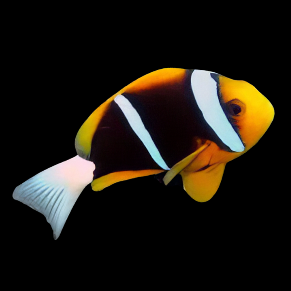African Clownfish Amphiprion Allardi - Real Aquatics