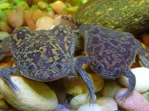 African Dwarf Clawed Frog Xenopus Laevis 3cm - Real Aquatics
