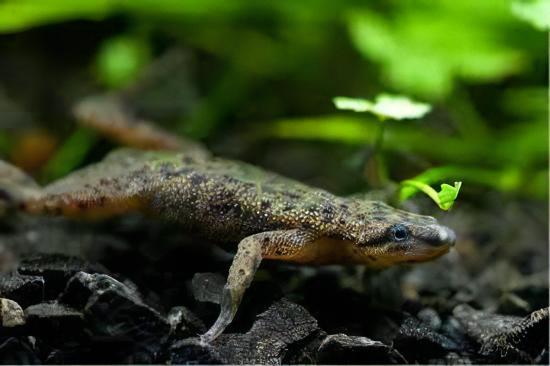 African Dwarf Frog Hymenochirus Boettgeri 3cm - Real Aquatics