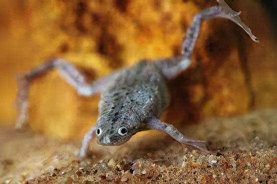 African Dwarf Frog Hymenochirus Boettgeri 3cm - Real Aquatics