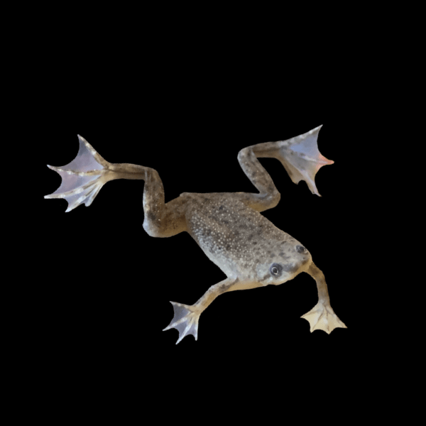 African Dwarf Frog Hymenochirus Boettgeri 3cm - Real Aquatics