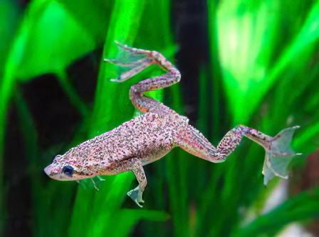 African Dwarf Frog Hymenochirus Boettgeri 3cm - Real Aquatics