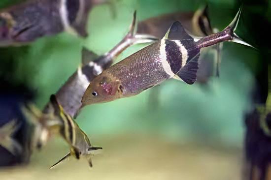 African Elephant Nose Fish Gnathonemus Petersii 10cm - Real Aquatics