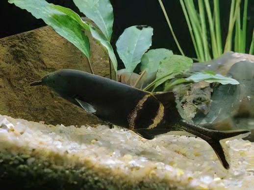 African Elephant Nose Fish Gnathonemus Petersii 10cm - Real Aquatics