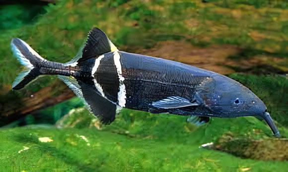 African Elephant Nose Fish Gnathonemus Petersii 10cm - Real Aquatics