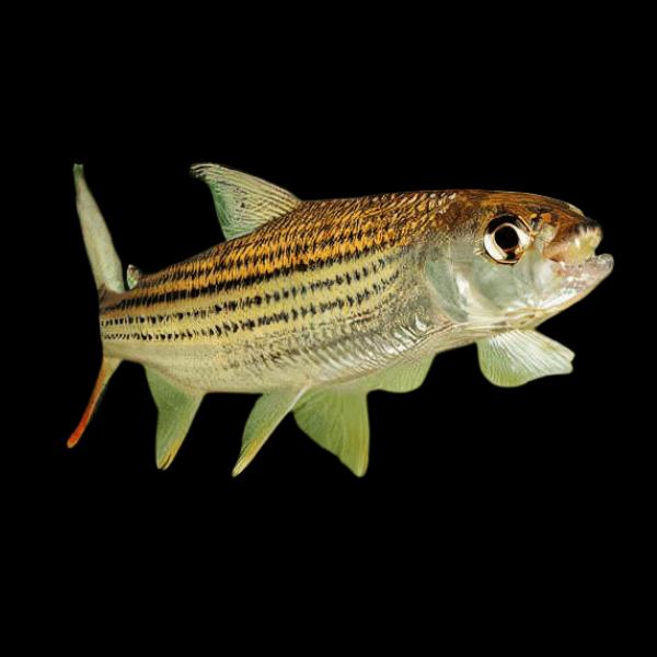 African Forskahlii Tiger Fish Hydrocynus Forskahlii