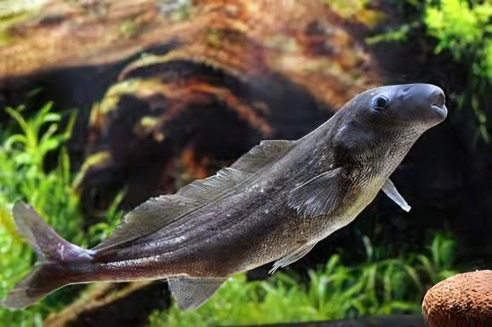 African Freshwater Dolphin Mormyrus Longirostris