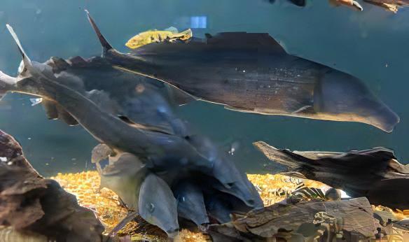 African Freshwater Dolphin Mormyrus Longirostris