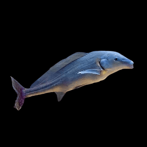 Mormyridae
