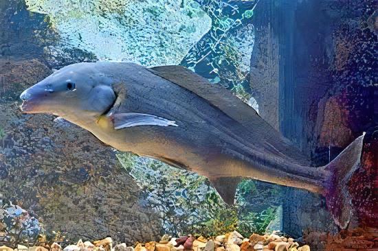 African Freshwater Dolphin Mormyrus Longirostris
