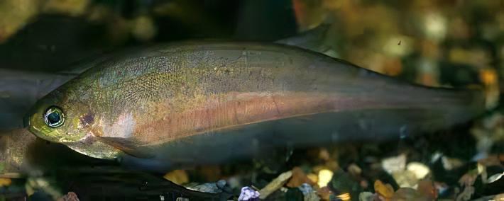 African Knife Fish Xenomystus Nigri 10cm - Real Aquatics