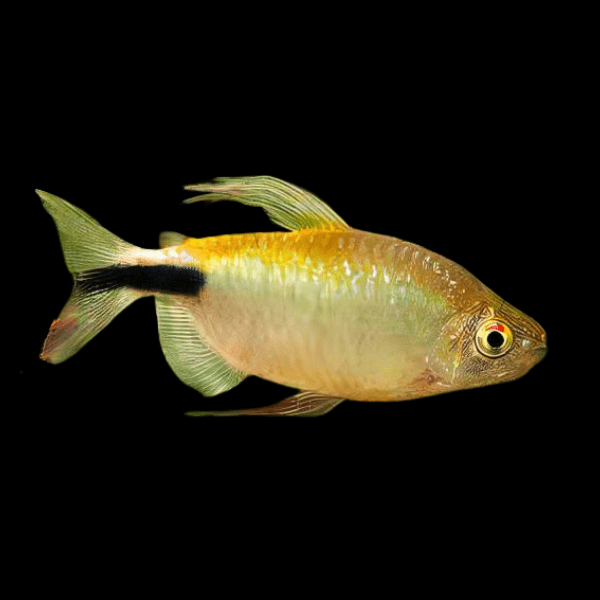 African Longfin Tetra Alestes Brycinus Longipinnis 5cm - Real Aquatics