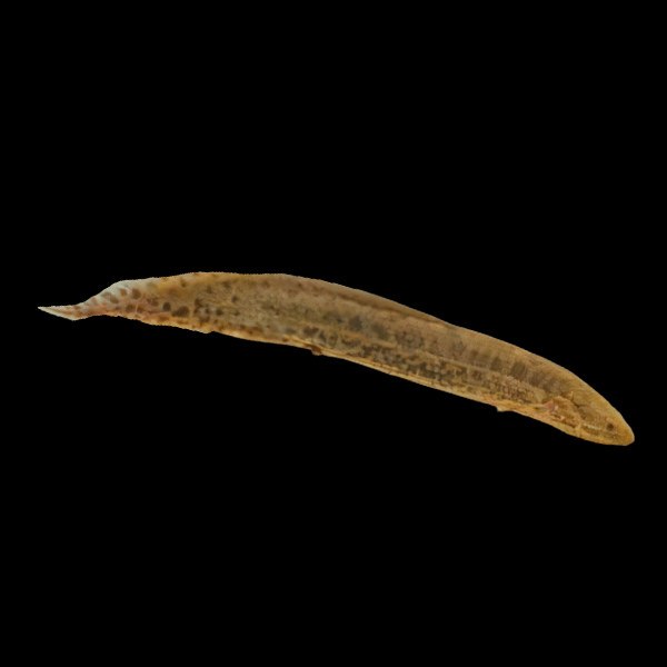 African Lungfish Protopterus Annectens 20cm - Real Aquatics